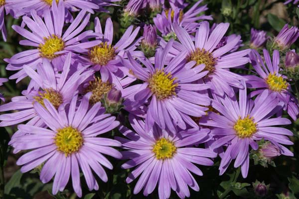 Aster (Őszirózsa)